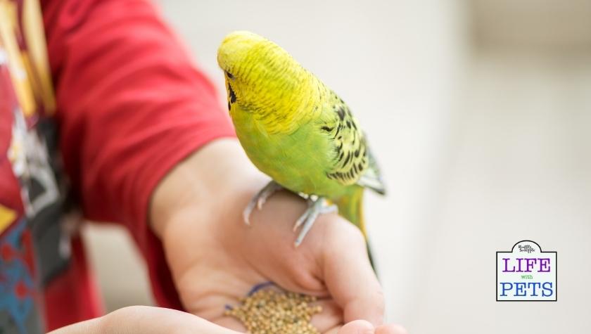 What are the hygiene risks of pet birds around babies?