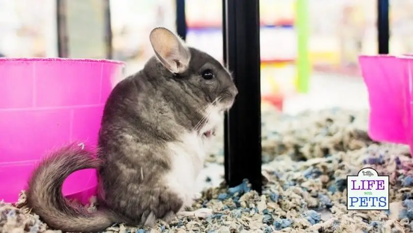 What are the hygiene risks of chinchillas around babies?