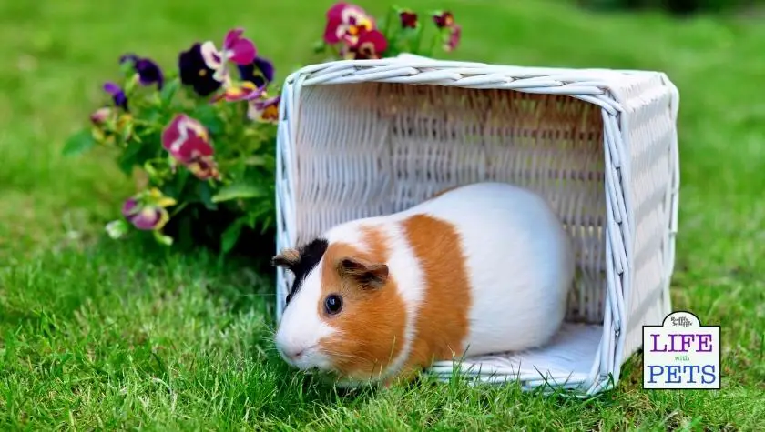 What are the hygiene risks of guinea pigs around babies?