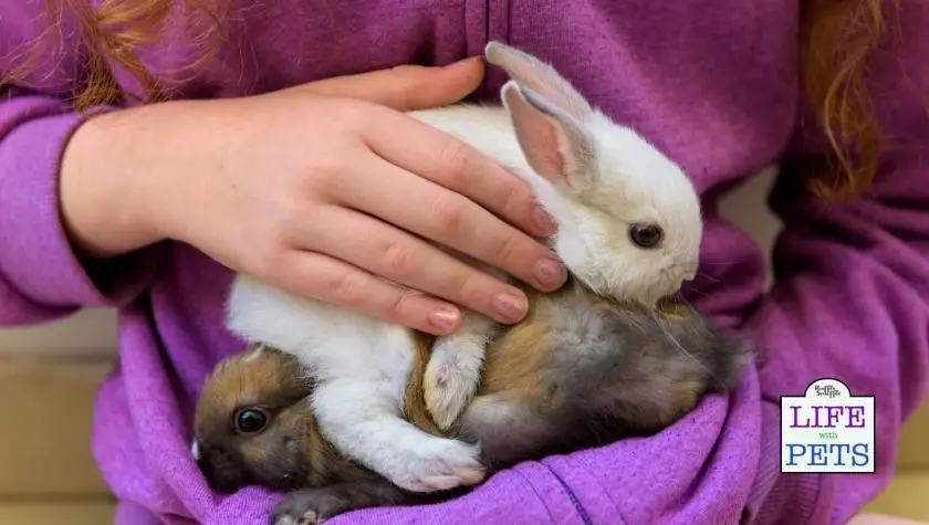 What are the hygiene risks of rabbits around babies?