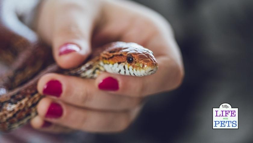 What are the hygiene risks of snakes around babies?
