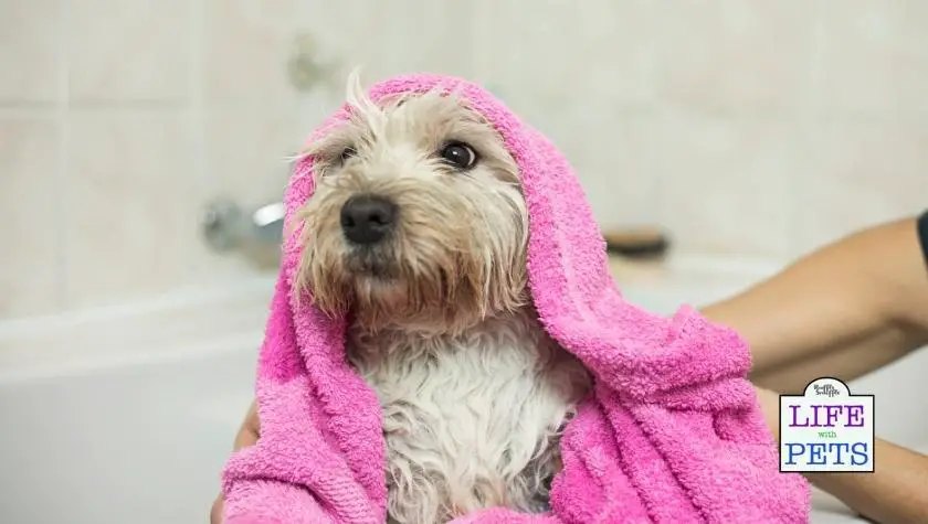 regularly groom your dog