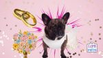 Unique Ideas For Including Your Pet In Your Wedding Celebration