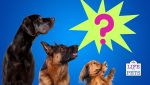 big dog or small dog which is right for you?