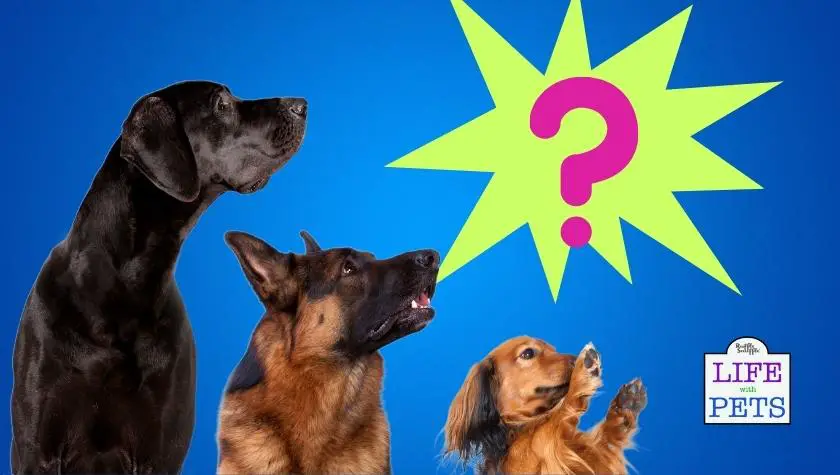 big dog or small dog which is right for you?