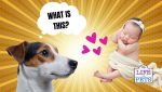 dogs and newborn babies - safe introduction advice