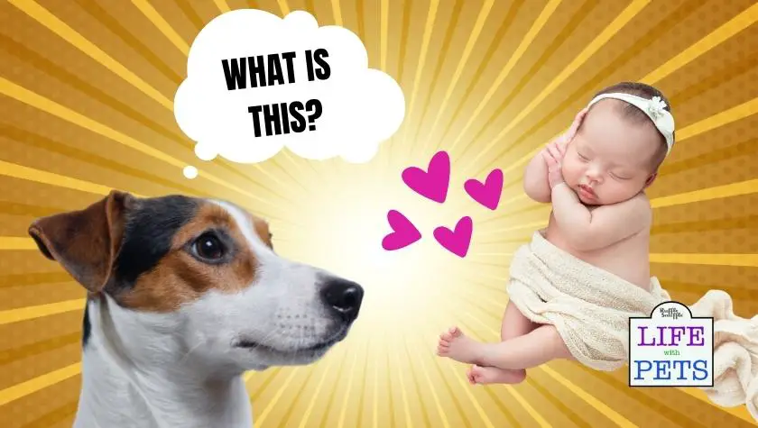 dogs and newborn babies - safe introduction advice