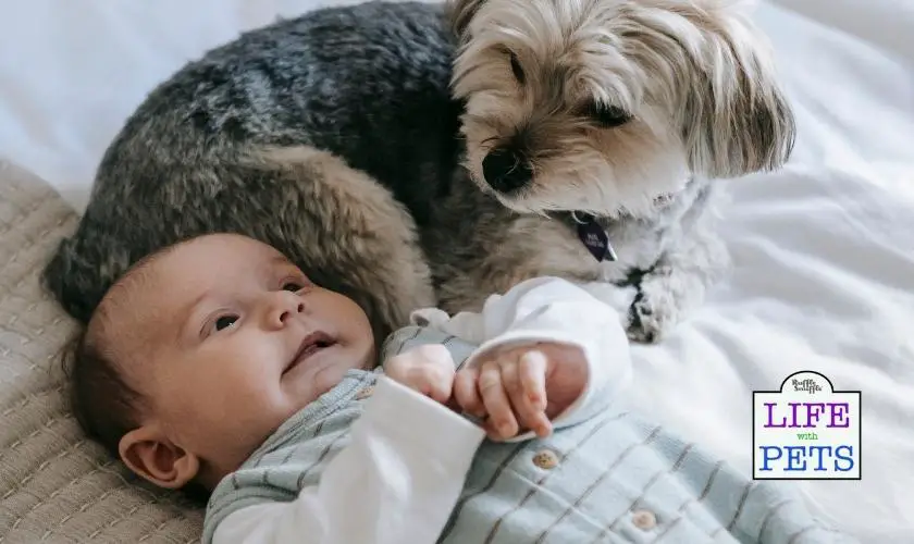 Supervise your baby and dog or cat when they are together to avoid accidents.