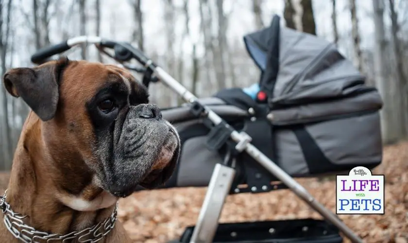 Practice walking with your dog whilst pushing your pushchair, pram or baby stroller. It's an important skill for you both.