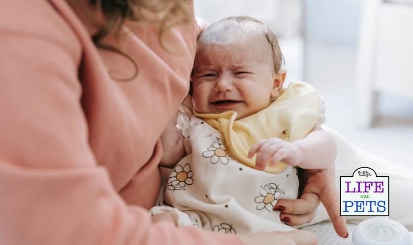 dogs and newborn babies safe introduction and preparation get used to crying