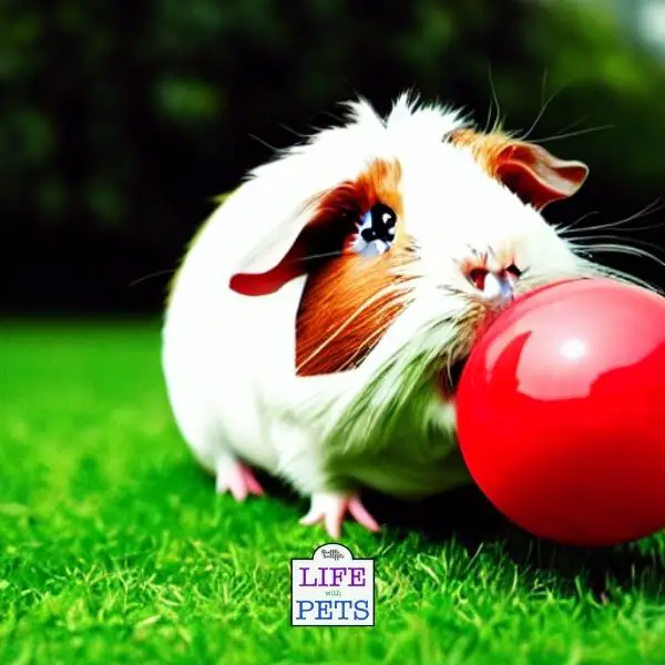 guinea pig Ball Boredom Busters 