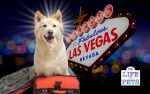 pet friendly hotels las vegas