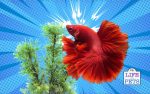 6 Tips to Help You Keep Your Fish Tank Clean