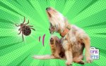 A Guide to Getting Rid of Ear Mites in Dogs [5 Methods]