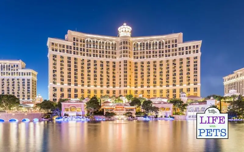Top 10 Pet-Friendly Hotels in Las Vegas 4. Bellagio Las Vegas