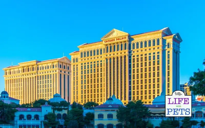 Top 10 Pet-Friendly Hotels in Las Vegas 3. Caesars Palace Hotel & Casino