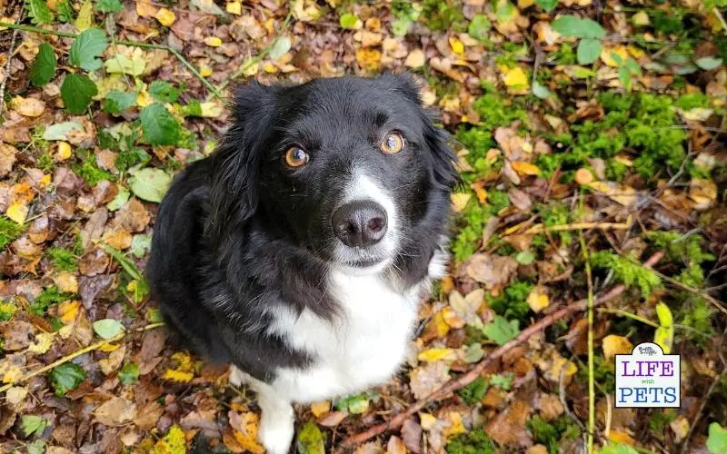 5 Wagtastic Gift Ideas For Your Furry Friend This Autumn Shabba the Border Collie