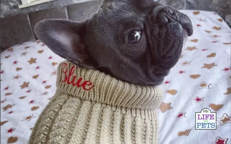 5 Wagtastic Gift Ideas For Your Furry Friend This Autumn Personalised hand knitted dog jumper