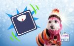 How To Maintain Your Dog’s Weight in Winter