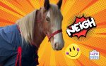 Why Your Horse’s Well-Being Influences How They Let You Ride - happy horse