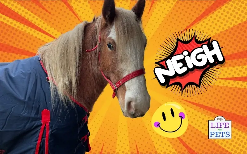 Why Your Horse’s Well-Being Influences How They Let You Ride - happy horse
