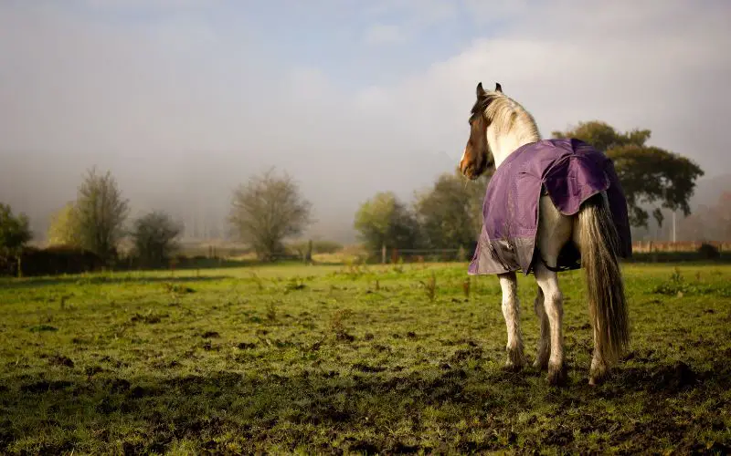 Why Your Horse’s Well-Being Influences How They Let You Ride Why your horse's well-being influences how he lets you ride