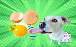 are raw eggs good for dogs