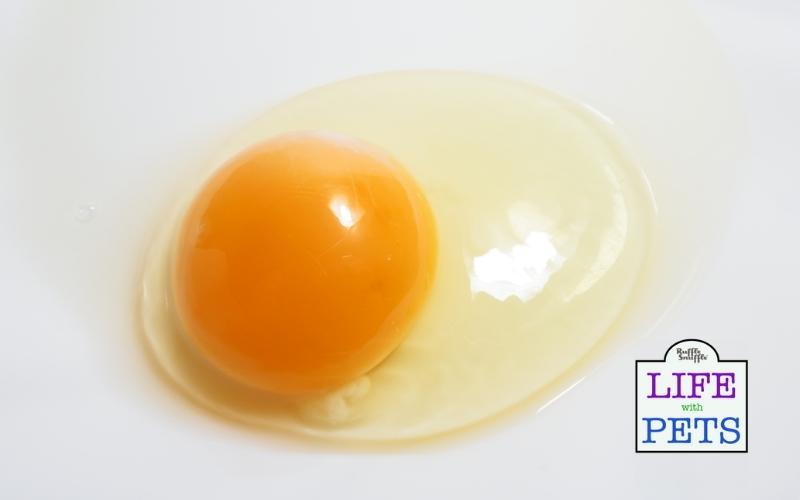 Raw Eggs For Dogs? 10 Pros And Cons You Must Know [Vet Advice] • 2024
