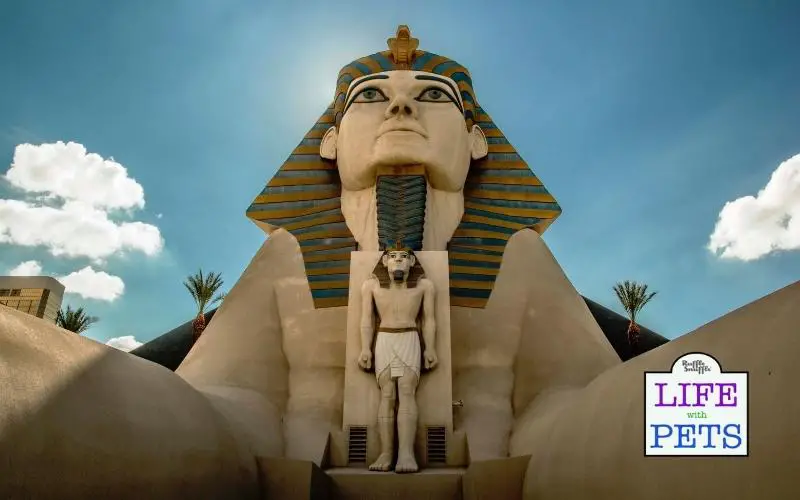 Top 10 Pet-Friendly Hotels in Las Vegas 8. Luxor Hotel & Casino