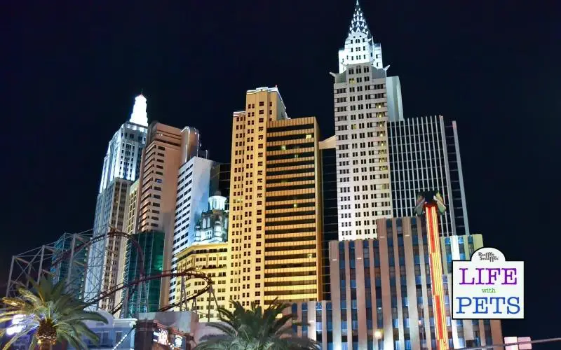 Top 10 Pet-Friendly Hotels in Las Vegas 7. New York New York Hotel