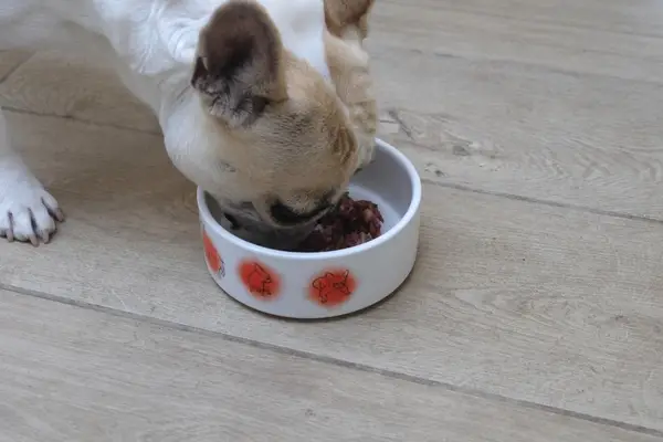 Does Paleo Ridge Raw Dog Food Really Cut It? My Results After 3 Months paleo ridge raw dog food review - chicken