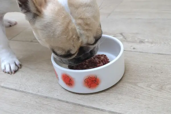 Does Paleo Ridge Raw Dog Food Really Cut It? My Results After 3 Months paleo ridge raw dog food review - DOLLY eting from bowl