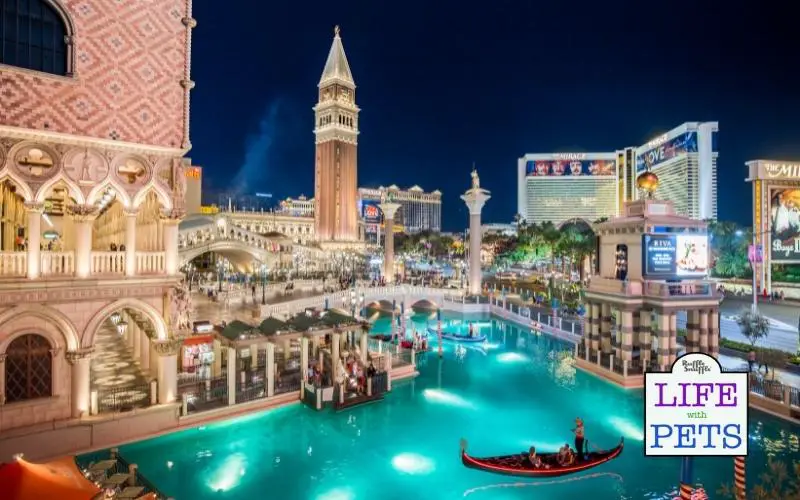 Top 10 Pet-Friendly Hotels in Las Vegas 1. The Venetian Resort Las Vegas