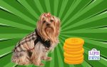 5 Ways To Earn Money With Your Pet