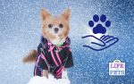 Caring for your dog during the winter months