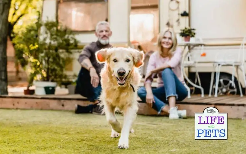 Who Gets the Dog in a Divorce? Your Rights As A Pet Owner who gets the dog in the divorce
