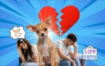 Who Gets the Dog in a Divorce Your Rights As A Pet Owner