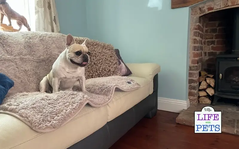 make your AIRBNB more pet friendly 3