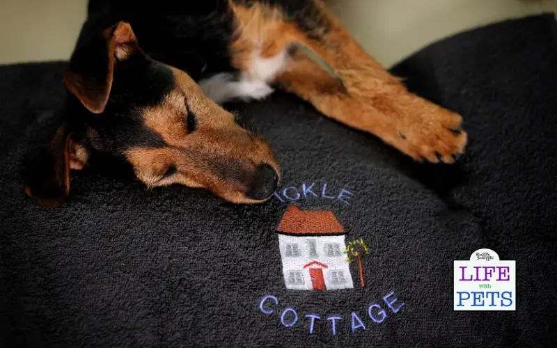 make your AIRBNB more pet friendly 4