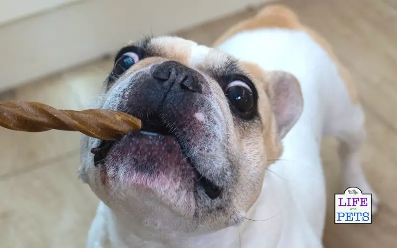 The TRUTH About Yumove Dental Care Sticks for Dogs - Do they Work? dental stick for french bulldog