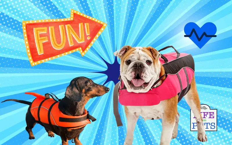 Five Reasons to Take Your Dog Swimming