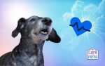 6 Common Health Problems With Older Dogs