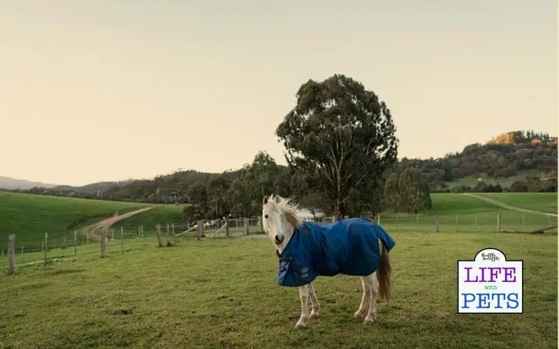 choosing horse rug