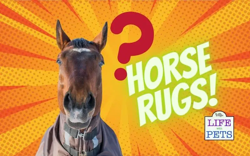 Horse Rugs_ Choosing the Right Size and Type