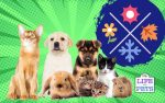 Do Pets Get Seasonal Affective Disorder