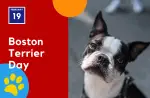Feb 19 Boston Terrier Day