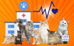 How Frequently Should You Take Your Cat to the Vet