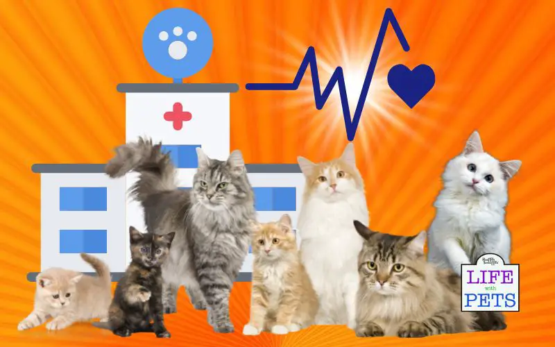 How Frequently Should You Take Your Cat to the Vet?