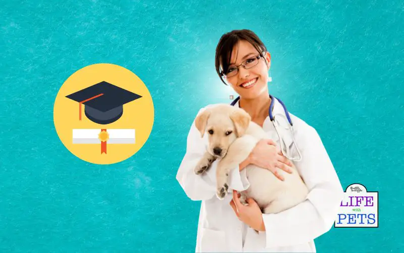 How to heal a wound in a pet