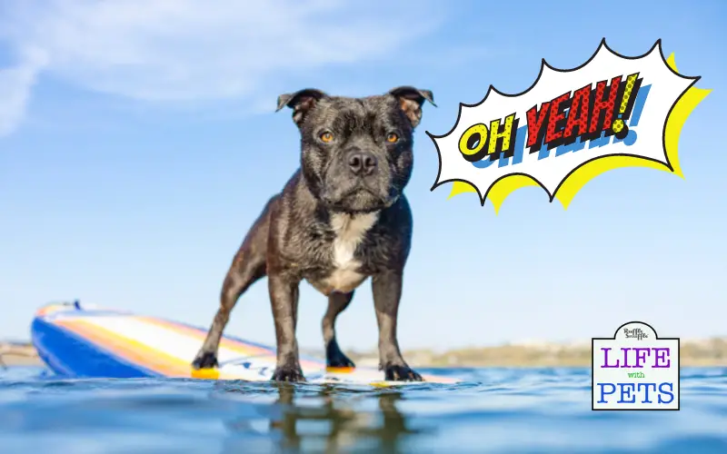 New Outdoor Adventures to Do with Your Pet This Year
